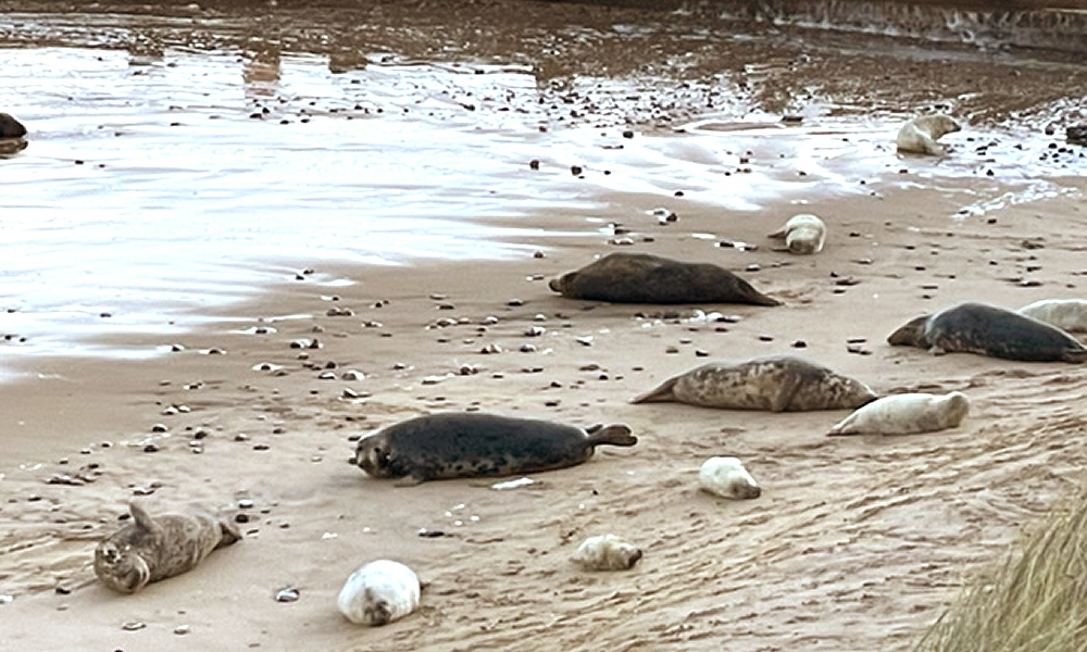 Seals at Horsey